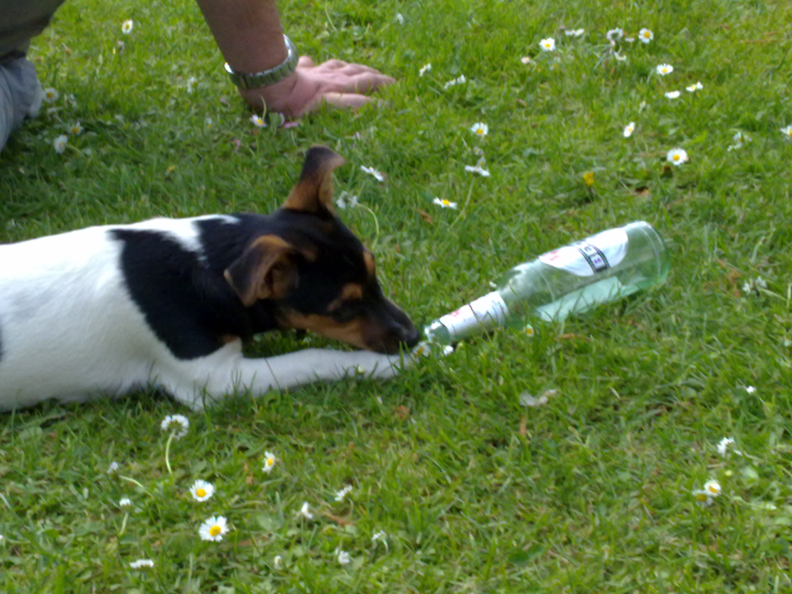 2011_04_22-25 Ostertreffen Winningen Mosel (4).jpg